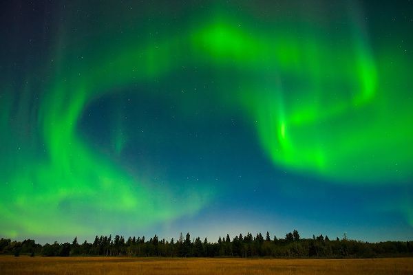 Canada-Manitoba-Birds Hill Provincial Park-green northern lights